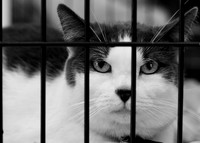 20110226-Petco-5-2-Edit