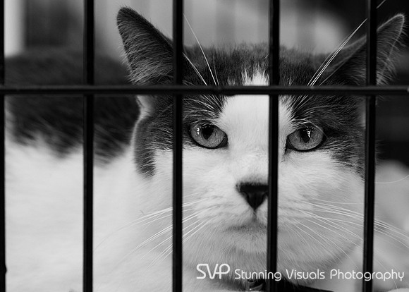 20110226-Petco-5-2-Edit