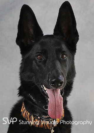 K9_misc 5