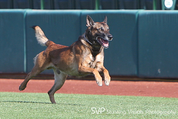 K9_4_18_2010 83