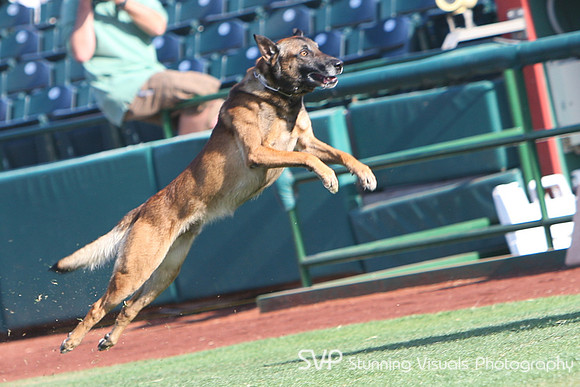 K9_4_18_2010 84