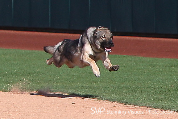 K9_4_18_2010 71