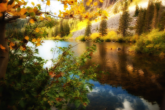 Peaceful Forest