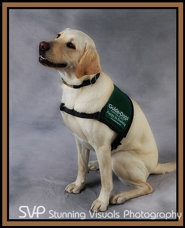 K9_misc 1