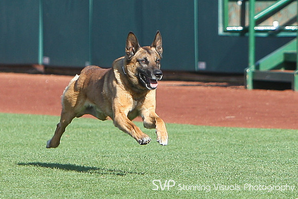 K9_4_18_2010 78
