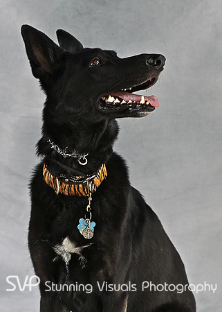 K9_misc 7