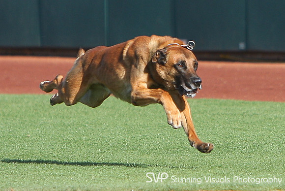 K9_4_18_2010 80