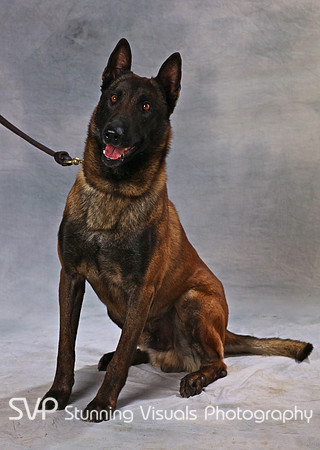 K9_misc01 11